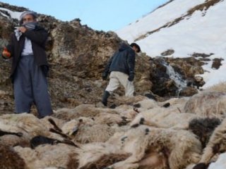 Sürü Psikolojisi! Tam 230 Koyun..