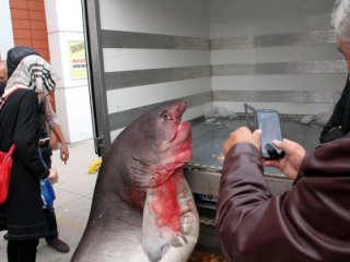 Balıkçıların Ağına 673 Kiloluk Balık Takıldı