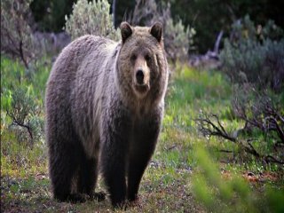 Kastamonu'da Ceset Yiyen Ayı İçin Vur Emri Verildi