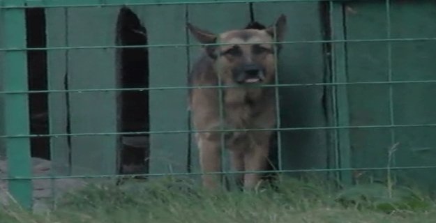 5 Alman Kurdu Güvenlikçiyi Parçaladı