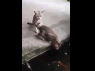 Balık Avlamaya Çalışırken Yem Oldu