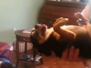 Bu Köpeğin Yaptıklarına Şaşıracaksınız!