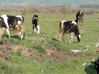 Kars'ta Şap Alarmı