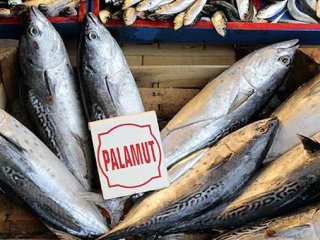 Palamut Fiyatları Artıyor