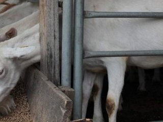 Üniversiteli Keçiler "Yok" Satıyor