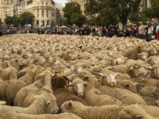 2 Bin Koyun Şehire İndi!