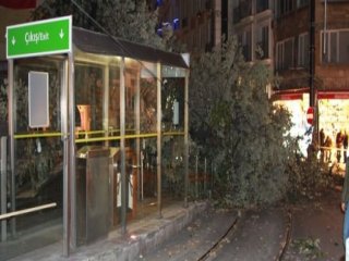 Tramvay Yoluna Ağaç Devrildi: Yaralılar Var!