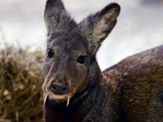 60 Yıl Sonra Yeniden Ortaya Çıktı