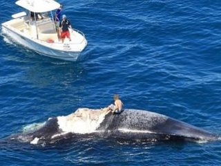 Köpekbalıklarının Arasına Atladı
