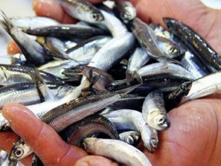 Karadeniz'deki Fırtına Hamsi Fiyatlarını Uçurdu