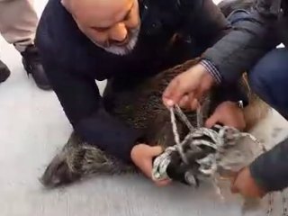 Boğaz'dan Yaban Domuzu Çıktı