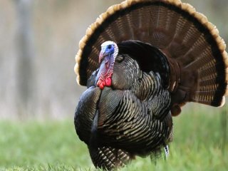 Şaşkın Hindi Bakın Ne Yaptı?