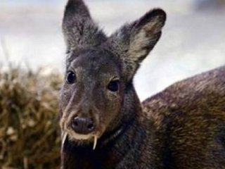 66 Yıl Sonra Ortaya Çıktı