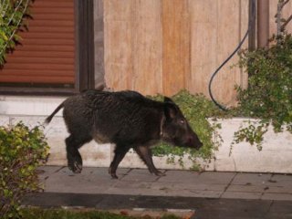 İstanbul'da Yaban Domuzu Paniği