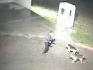 Katil Köpekler Canlı Canlı Parçaladı