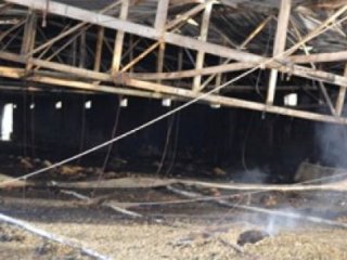 Tam 23 bin 500 Civciv Telef Oldu