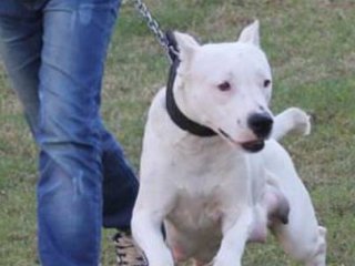 Parkta Pitbull Dehşeti