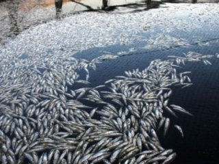 Eskişehir'de 550 Bin Alabalık Telef Oldu