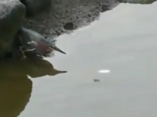 Bu Kuşun Yaptıklarına Çok Şaşıracaksınız!