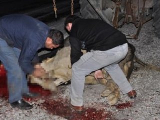 İnekler  Yol Ortasında Kesildi!