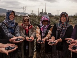 Danıştay Zeytinlik Kararını Verdi