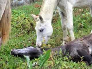 Hayvanlardan İnsanlık Dersi!