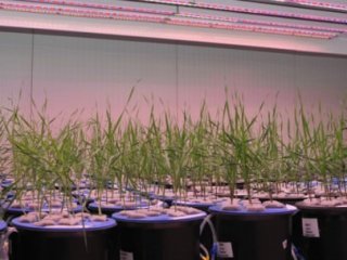 Suda Bitki Yetiştiriyorlar