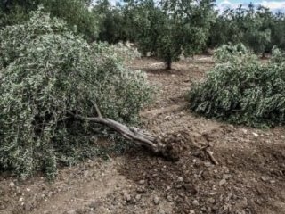 Soma'daki O Projeden Vazgeçildi Mi?