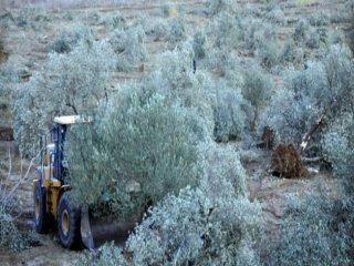 Kesilen Her Zeytin Ağacı İçin 913 TL Ceza