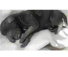 Fil Köpeği Görenler Şok Oldu