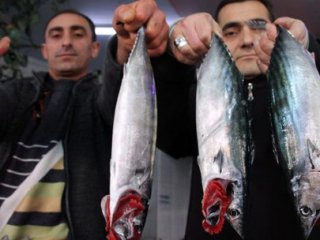 Balıkçıların Yüzünü Palamut  Güldürdü