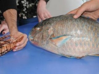 Akdeniz'de Tehlikeli Gidişat!