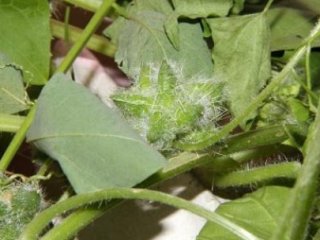 İşte Karadeniz'i Tehdit  Eden Bitki