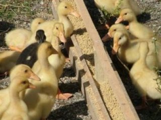 İngiltere'de Kuş Gribi Alarmı