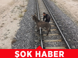 Böyle Eşeklik Görülmedi!