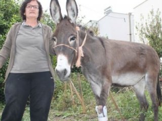 Ayağı Kopan Eşeğe Sahip Çıkıp Protez Taktırdı