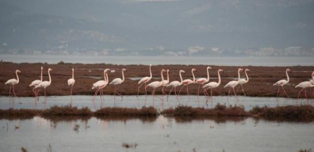 Aliağa Kuş Cenneti'nin Yeni Konukları