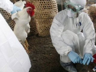 Kuş Gribine Rastlanan Çiftlikte İtlaf