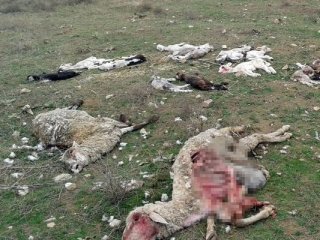 Köylüyü Şoke Eden Manzara!