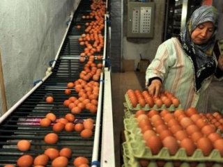 Yumurta Üretimi 15 Milyarı Aştı