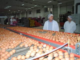 Yumurta Üretimi 15 Milyarın Üzerinde