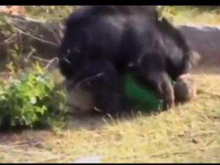 Ayı Yaşlı Çiftçiyi Yedi!