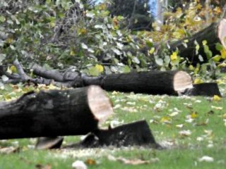 CHP'li Belediye 180 Ağacı Katletti