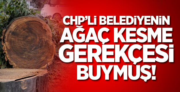 Yalova Belediyesi'nden Ağaç Kesme Açıklaması