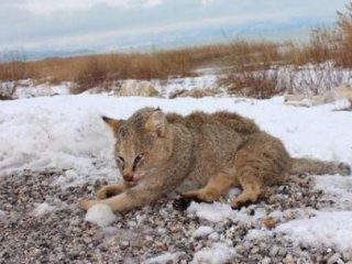 Nesli Tükenen Hayvan Konya'da Ölü Bulundu