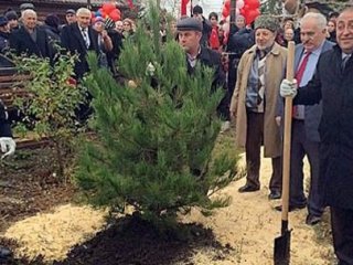 180 Ağacı Kesti Dağıstan'da Çam Dikti
