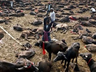 Nepal'de Katliam Gibi Festival! Böylesi Görülmedi
