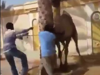 Sinirlenen Deve Öyle Bir Şey Yaptı Ki!