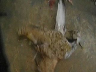 Afgan Polisi Taliban'ın 'Kuş Bombasını' Vurdu