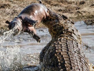 Timsah, Su Aygırını Böyle Avladı